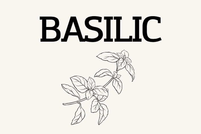 Basilic