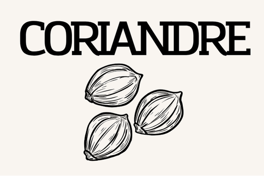 Graines coriandre