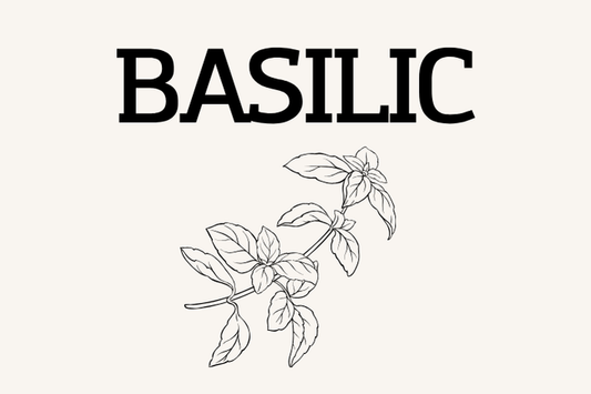 Basilic