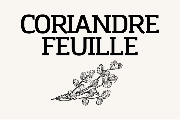 Coriandre feuille
