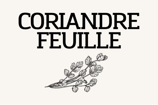 Coriandre feuille