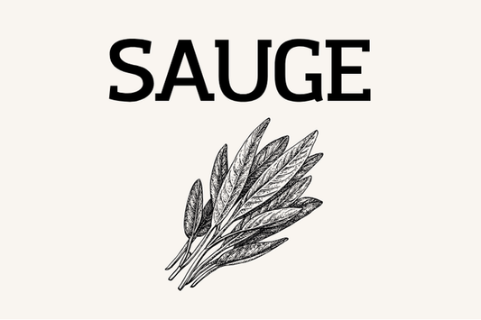 Sauge